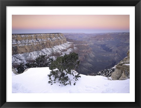 Framed High angle view of a tree on a snow covered mountain, South Rim, Grand Canyon National Park, Arizona, USA Print