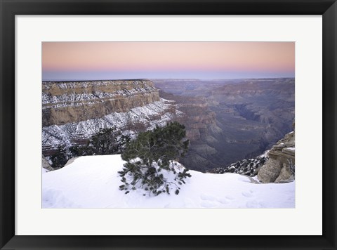 Framed High angle view of a tree on a snow covered mountain, South Rim, Grand Canyon National Park, Arizona, USA Print