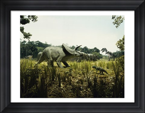 Framed Triceratops with a tyrannosaur and a torosaurus in a forest Print