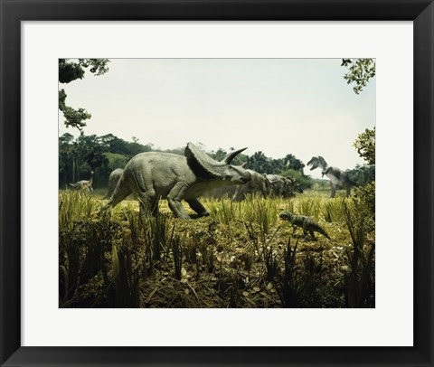 Framed Triceratops with a tyrannosaur and a torosaurus in a forest Print