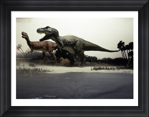 Framed Side profile of a tyrannosaurus rex chasing an albertosaurus Print