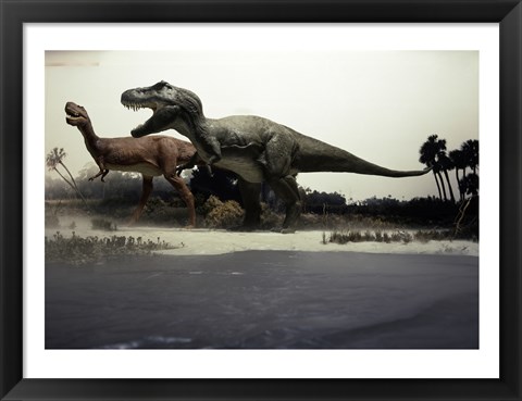 Framed Side profile of a tyrannosaurus rex chasing an albertosaurus Print