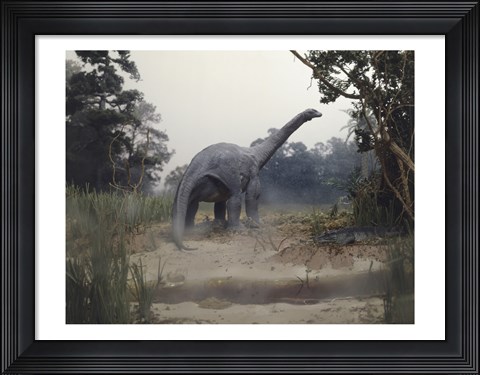 Framed Rear view of an alamosaurus walking in a forest Print