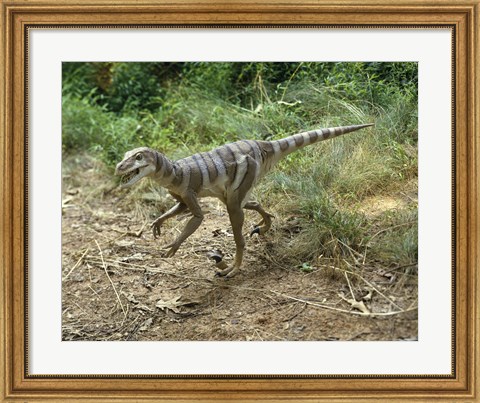 Framed High angle view of a dromaeosaurus walking in a forest Print