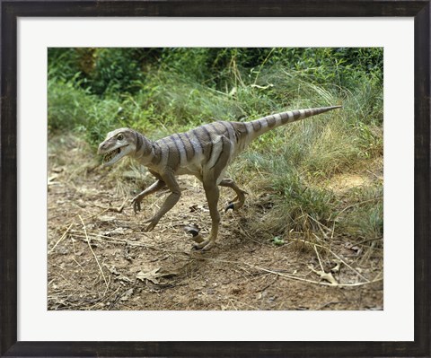 Framed High angle view of a dromaeosaurus walking in a forest Print