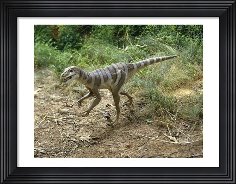 Framed High angle view of a dromaeosaurus walking in a forest Print