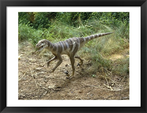 Framed High angle view of a dromaeosaurus walking in a forest Print