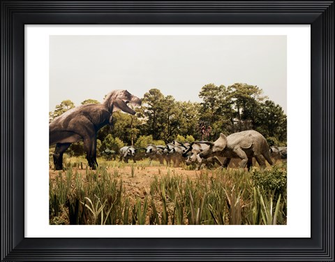 Framed Tyrannosaur standing in front of a group of triceratops in a field Print