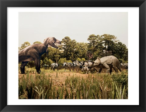 Framed Tyrannosaur standing in front of a group of triceratops in a field Print