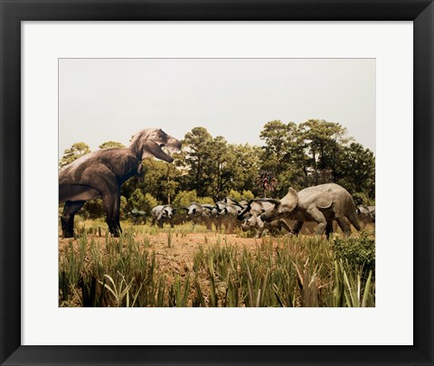 Framed Tyrannosaur standing in front of a group of triceratops in a field Print