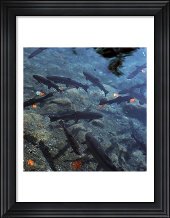 Framed Trout - under water Print