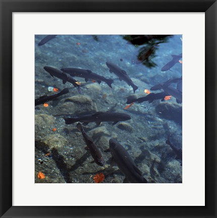 Framed Trout - under water Print