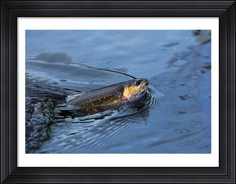 Framed Close-up of a Brook trout (Salvelinus fontinalis) on a fishing line Print