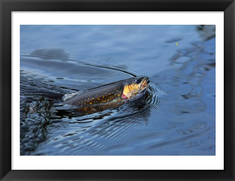 Framed Close-up of a Brook trout (Salvelinus fontinalis) on a fishing line Print