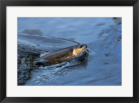 Framed Close-up of a Brook trout (Salvelinus fontinalis) on a fishing line Print