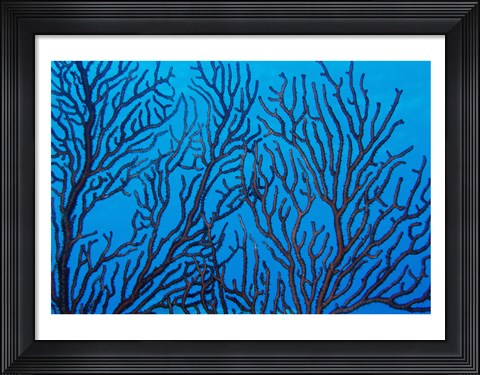 Framed Sea Fan on a Reef, Belize Print
