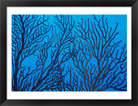 Framed Sea Fan on a Reef, Belize Print