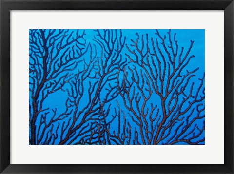 Framed Sea Fan on a Reef, Belize Print