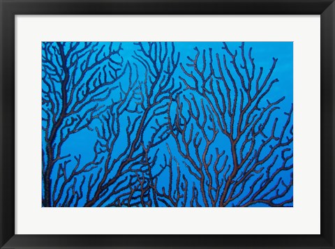 Framed Sea Fan on a Reef, Belize Print