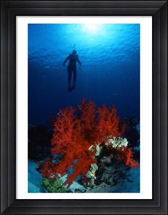 Framed Soft Coral Red Sea Print