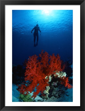 Framed Soft Coral Red Sea Print