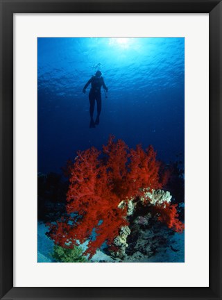 Framed Soft Coral Red Sea Print