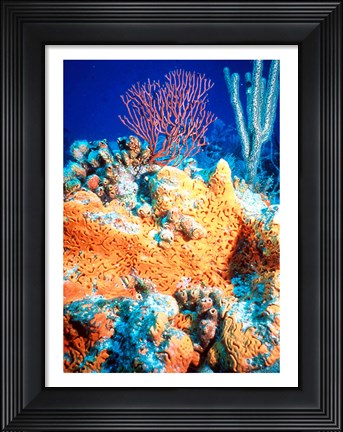 Framed Elephant-ear-sponge and sea fan Print