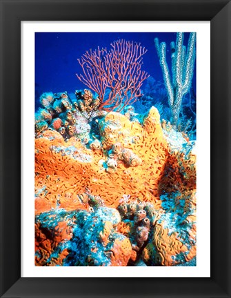 Framed Elephant-ear-sponge and sea fan Print