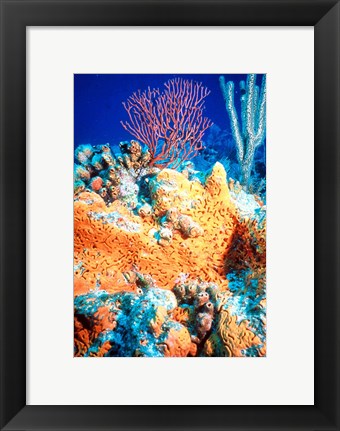 Framed Elephant-ear-sponge and sea fan Print