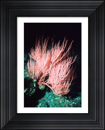 Framed Sea fan Print