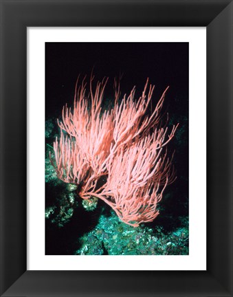 Framed Sea fan Print