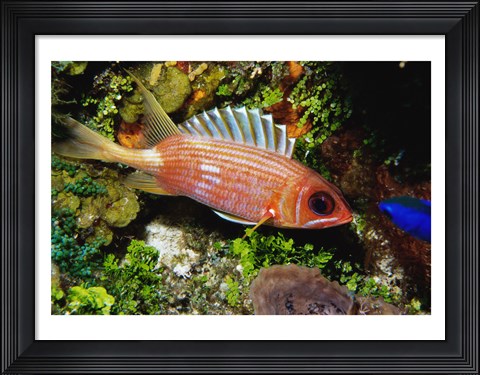 Framed Squirrel fish, Cozumel, Mexico Print