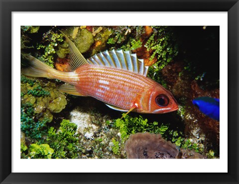 Framed Squirrel fish, Cozumel, Mexico Print