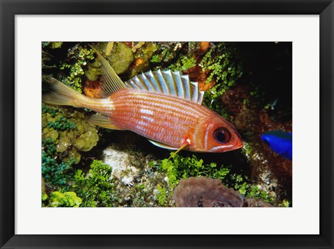 Framed Squirrel fish, Cozumel, Mexico Print