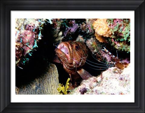 Framed Close-up of a grouper fish hiding, Bonaire, Netherlands Antilles Print