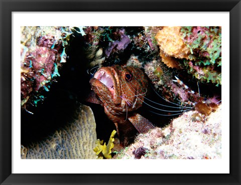Framed Close-up of a grouper fish hiding, Bonaire, Netherlands Antilles Print