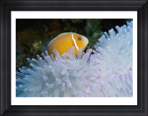 Framed Clown Fish, Nananu-I-Ra Island, Fiji Print