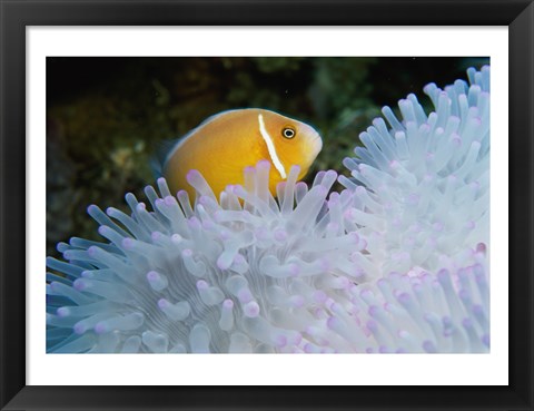 Framed Clown Fish, Nananu-I-Ra Island, Fiji Print