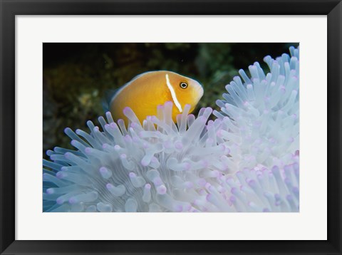 Framed Clown Fish, Nananu-I-Ra Island, Fiji Print