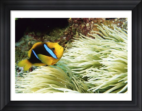 Framed Close-up of a Two-banded Clown fish swimming underwater, Nananu-I-Ra Island, Fiji Print