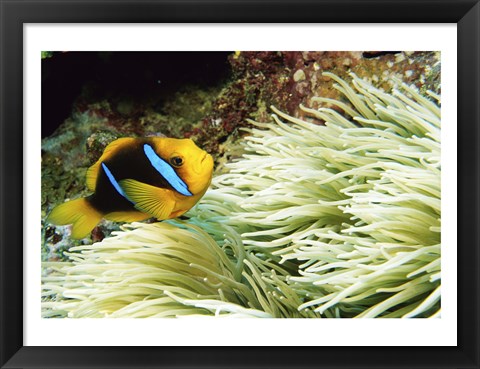 Framed Close-up of a Two-banded Clown fish swimming underwater, Nananu-I-Ra Island, Fiji Print