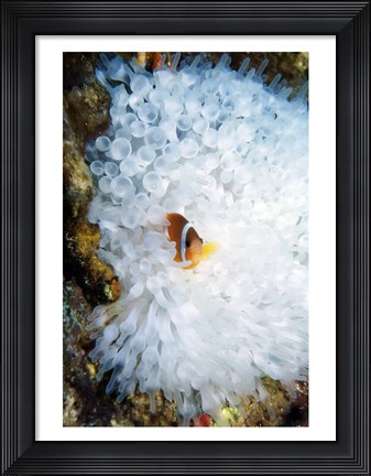 Framed High angle view of a clown fish hiding in a sea anemone, Nananu-i-Ra island, Fiji Print