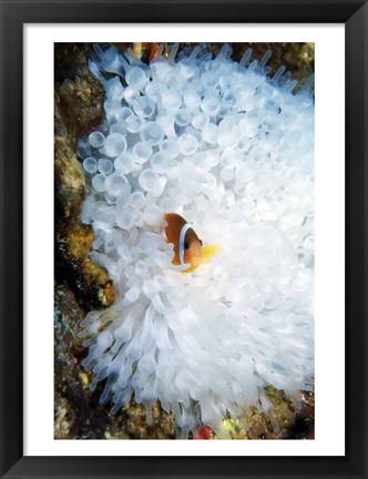 Framed High angle view of a clown fish hiding in a sea anemone, Nananu-i-Ra island, Fiji Print