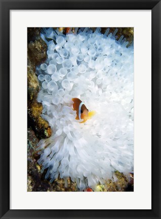 Framed High angle view of a clown fish hiding in a sea anemone, Nananu-i-Ra island, Fiji Print