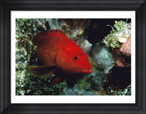 Framed Close-up of a coney fish swimming underwater, Cozumel, Mexico Print