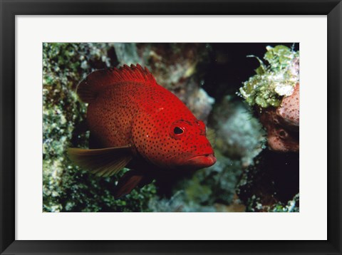 Framed Close-up of a coney fish swimming underwater, Cozumel, Mexico Print