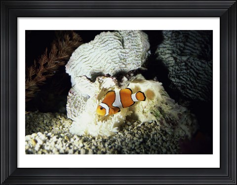 Framed Clown Fish and an Anemone Print