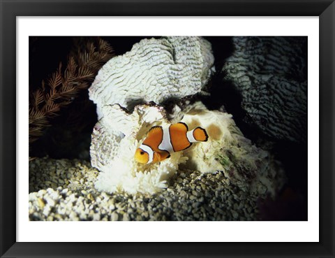 Framed Clown Fish and an Anemone Print