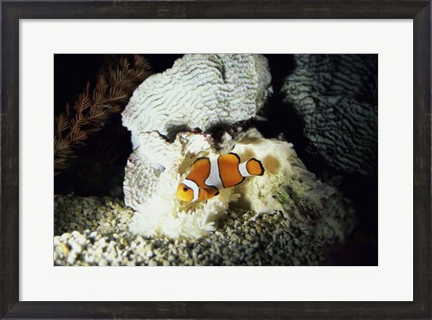 Framed Clown Fish and an Anemone Print