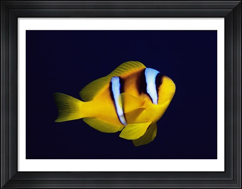 Framed Close-up of a Clown Fish swimming Print